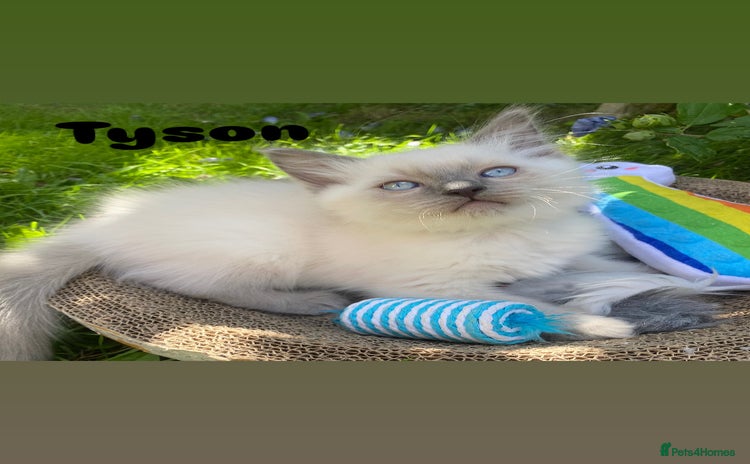 Ragdoll cats - Advert 3