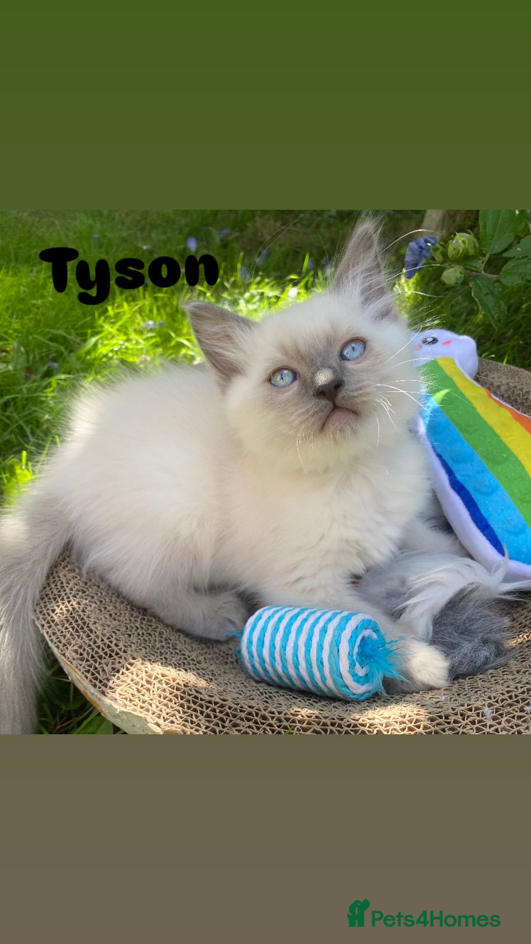 Ragdoll cats for sale: 2 BOYS LEFT . Ready to leave TODAY - Image 19