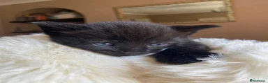 Kitten 1
