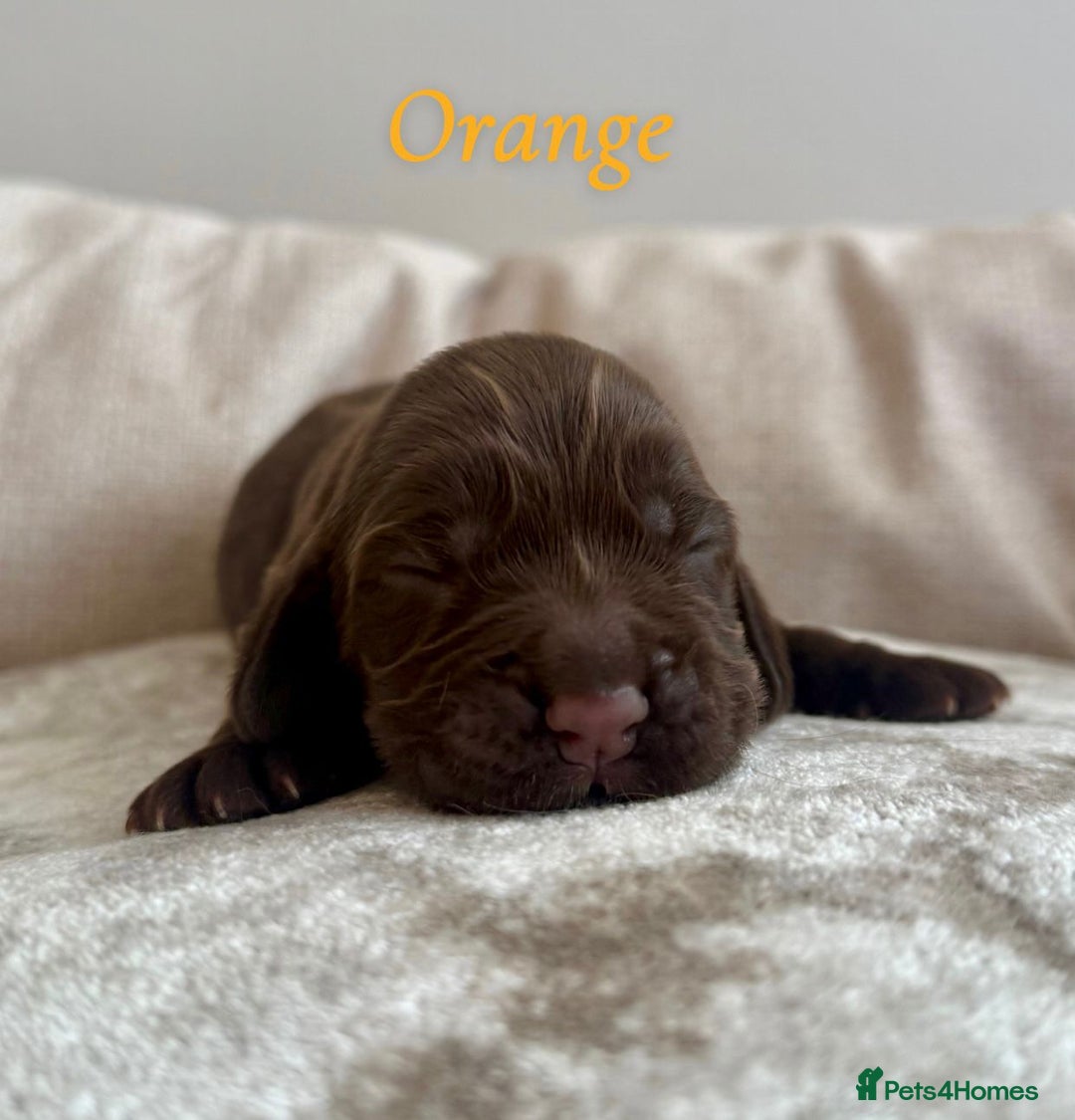 Cocker Spaniel dogs for sale: Top Quality KC Registered Show Cocker Spaniels - Image 6