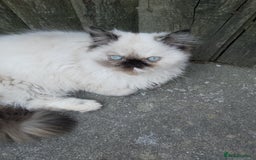 Persian cats for sale: Persian kitten female  - Image 4