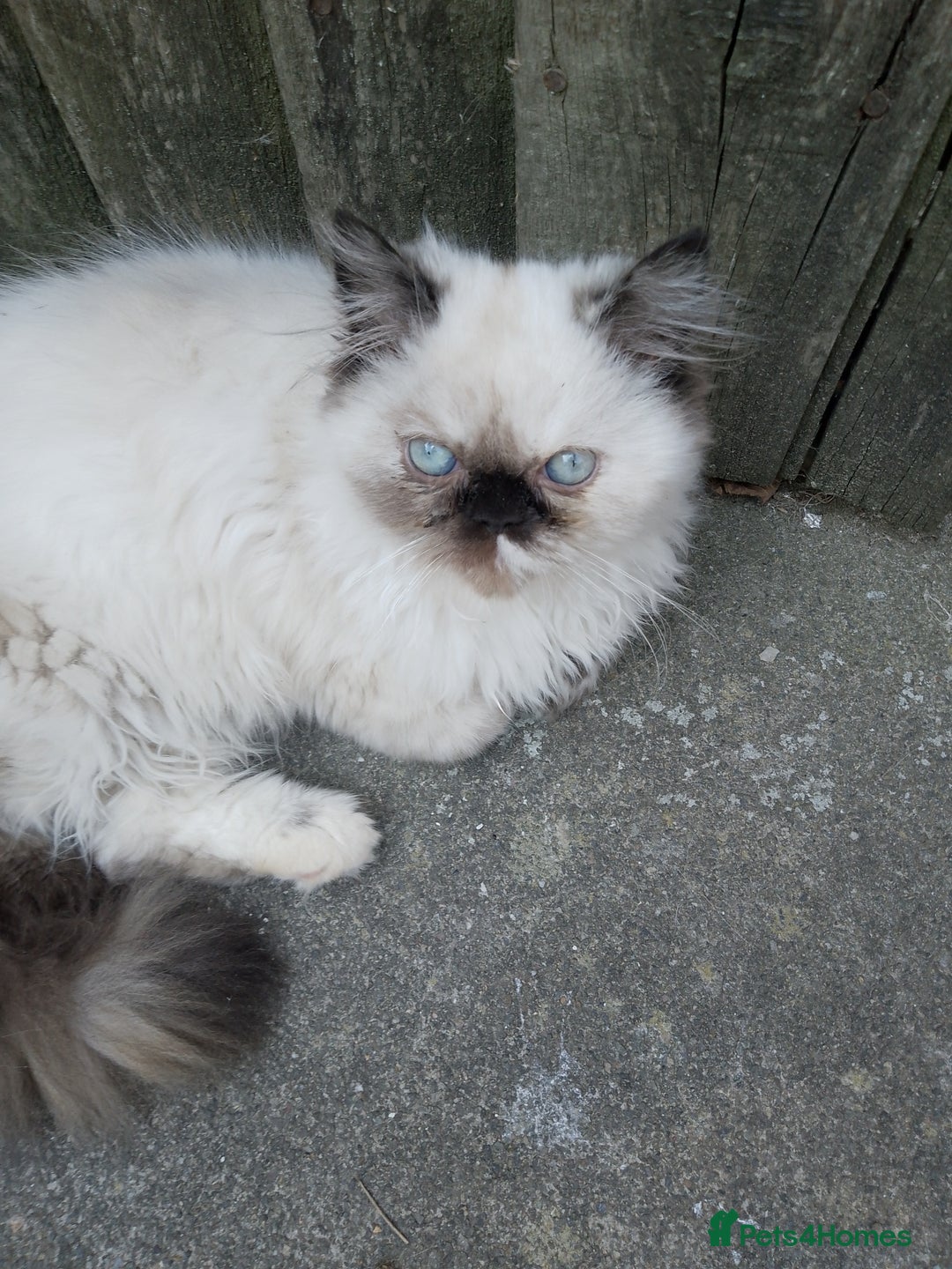 Persian cats for sale: Persian kitten female  - Image 4