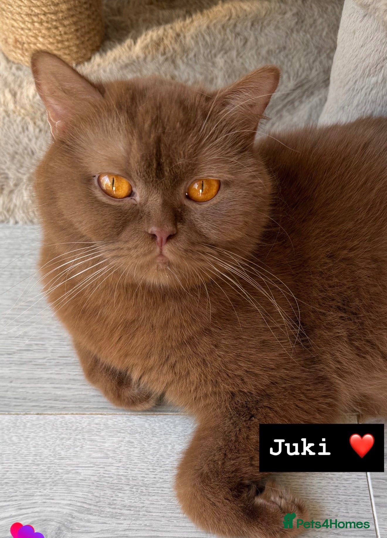 British Shorthair cats BSH show quality cinnamon kittens  - Advert 1