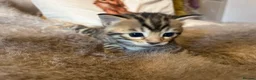 Bengal cats for sale: Bangal x kittens  - Advert 19