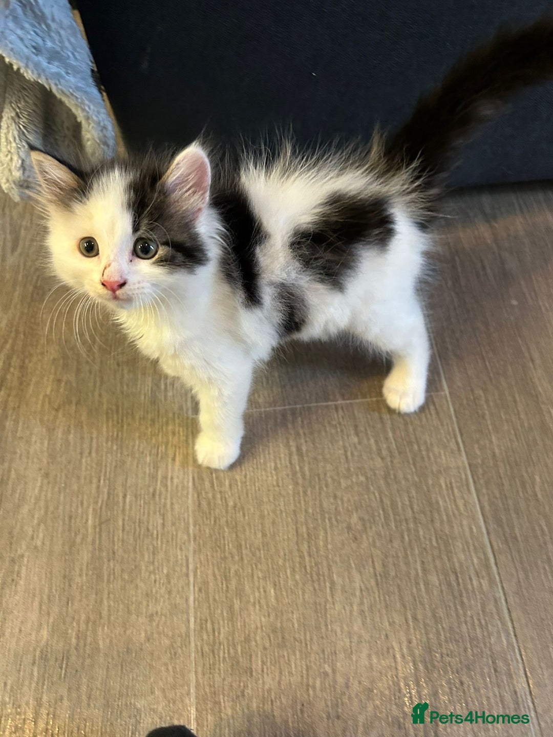 Mixed Breed cats for sale: Gorgeous Maine coone cross kittens! - Image 6