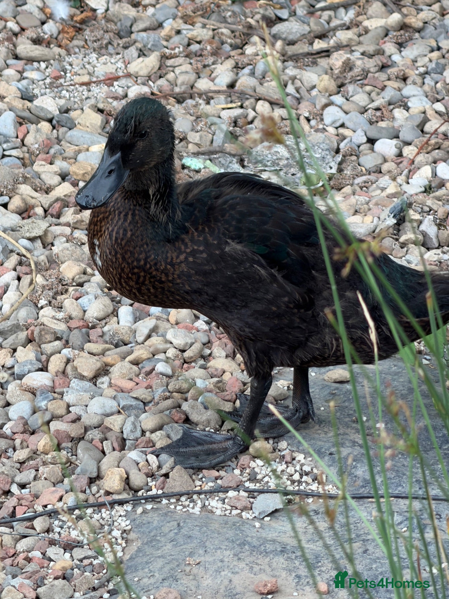 Ducks poultry Gorgeous male duck  - Advert 2