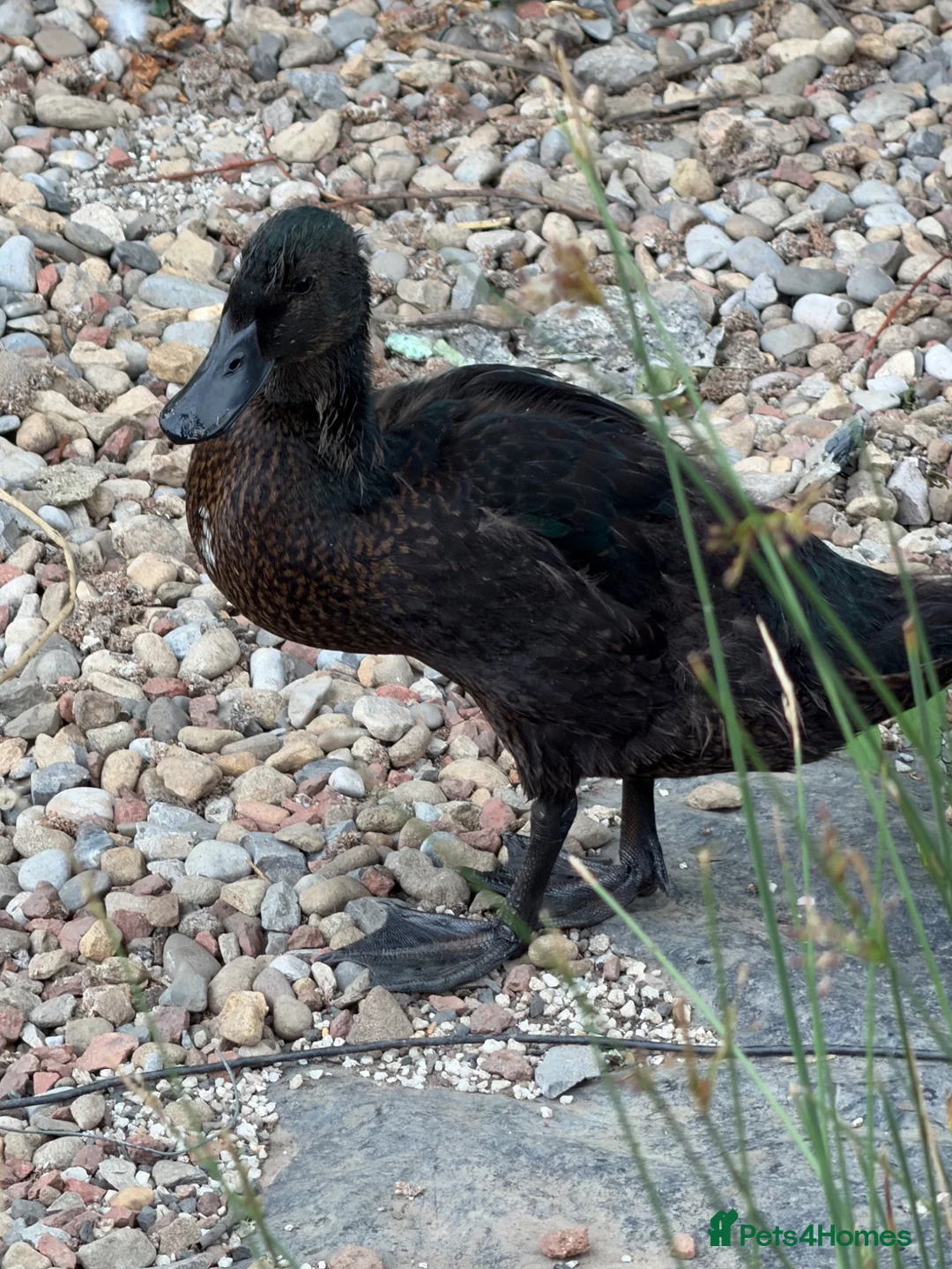 Ducks poultry for sale: Gorgeous male duck  - Advert 1
