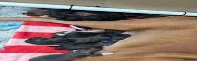 Mixed Breed 8