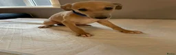 Whippet dogs for sale: Whippets  - Advert 18