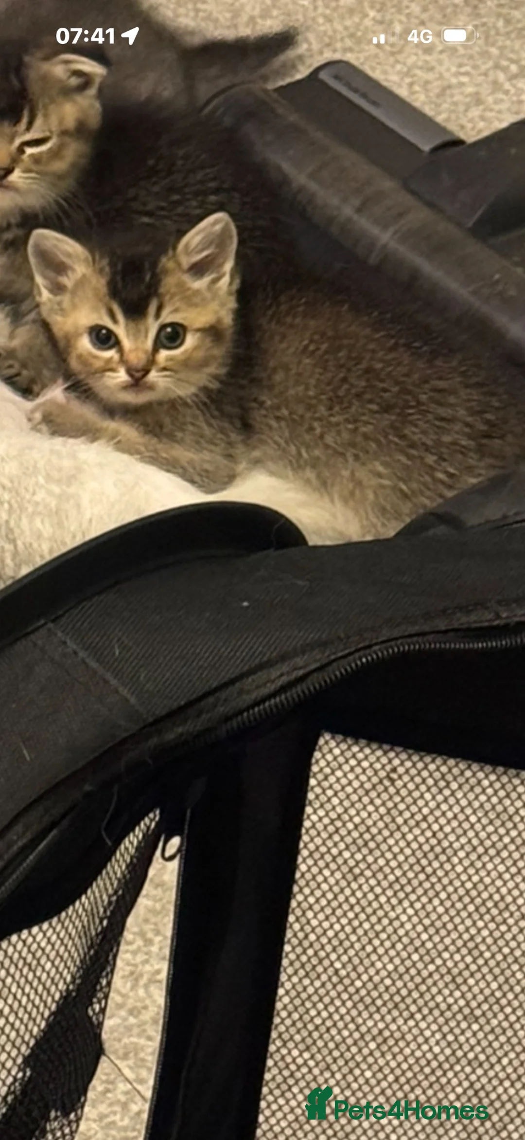 Mixed Breed cats for sale: scottish fold x ragdoll kittens - Advert 2
