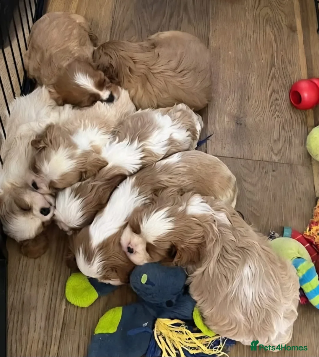 Cavalier King Charles Spaniel dogs for stud: Ruby Cavalier available for Stud - Advert 5