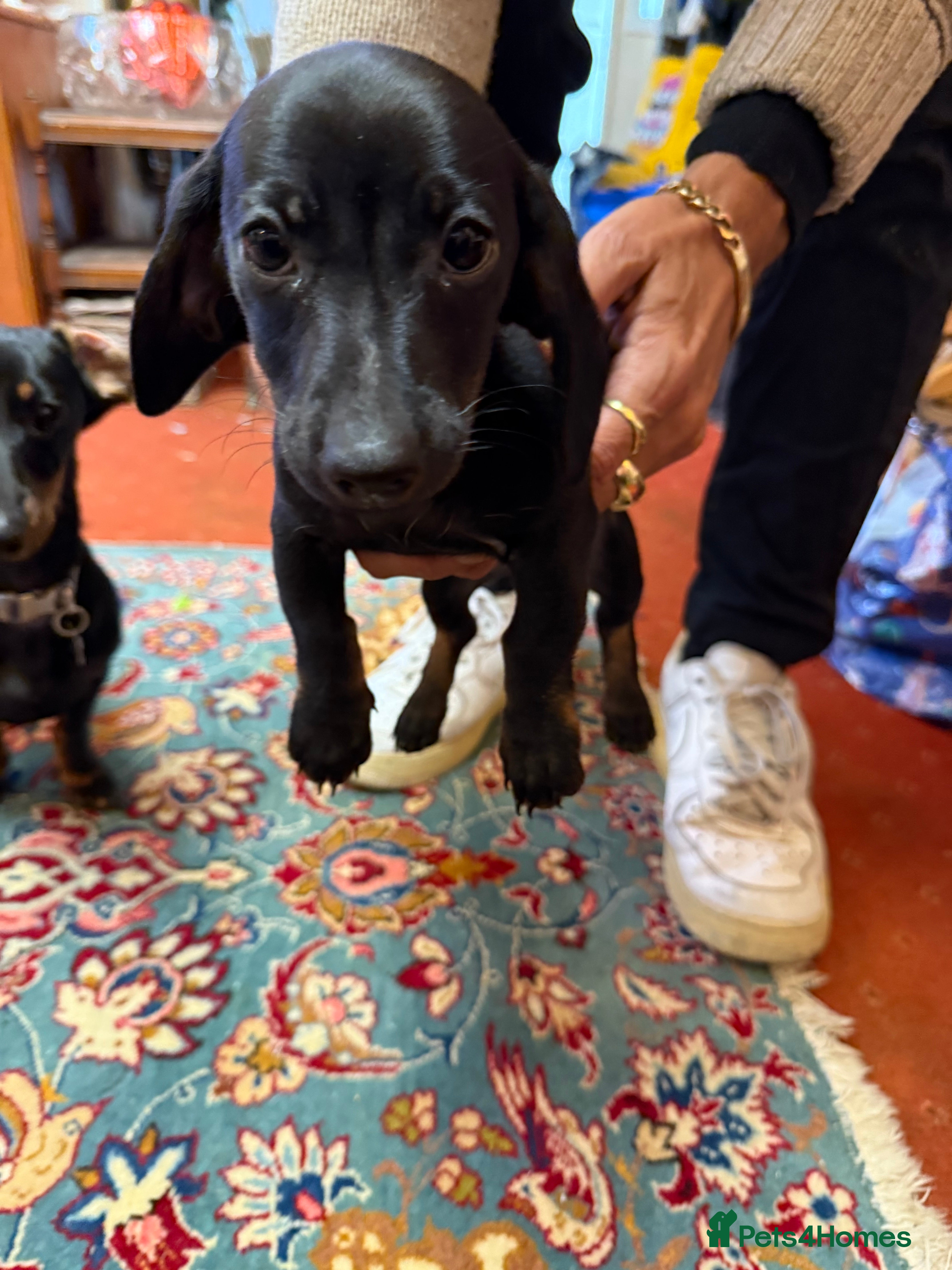 Dachshund dogs Smooth hair standard dachshunds - Advert 5