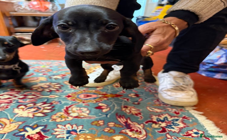 Dachshund dogs Smooth hair standard dachshunds - Advert 5