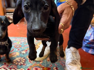 Dachshund dogs Smooth hair standard dachshunds - Advert 8