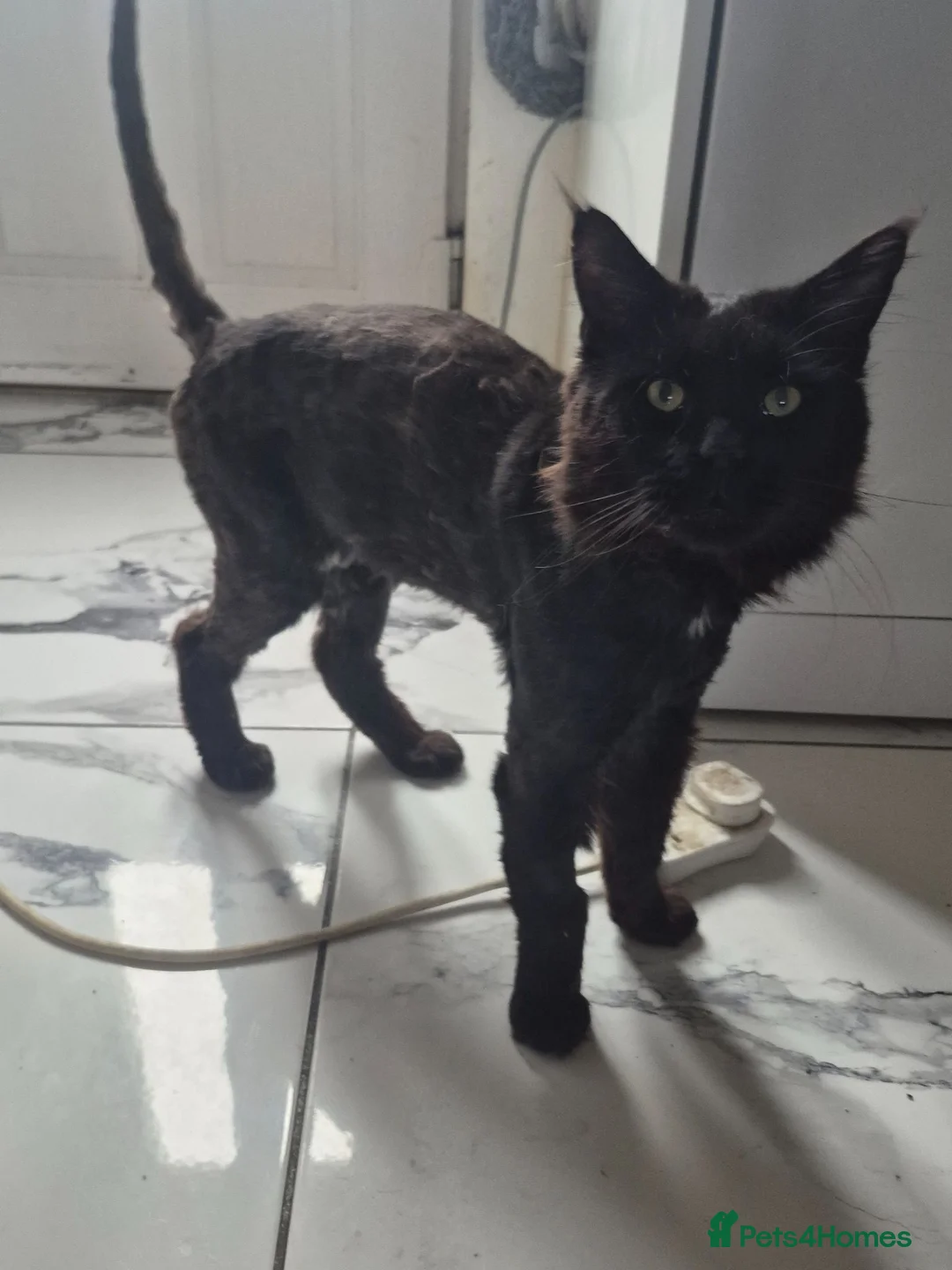 Maine Coon cats for sale: Beautiful Maine coon boy  - Advert 1