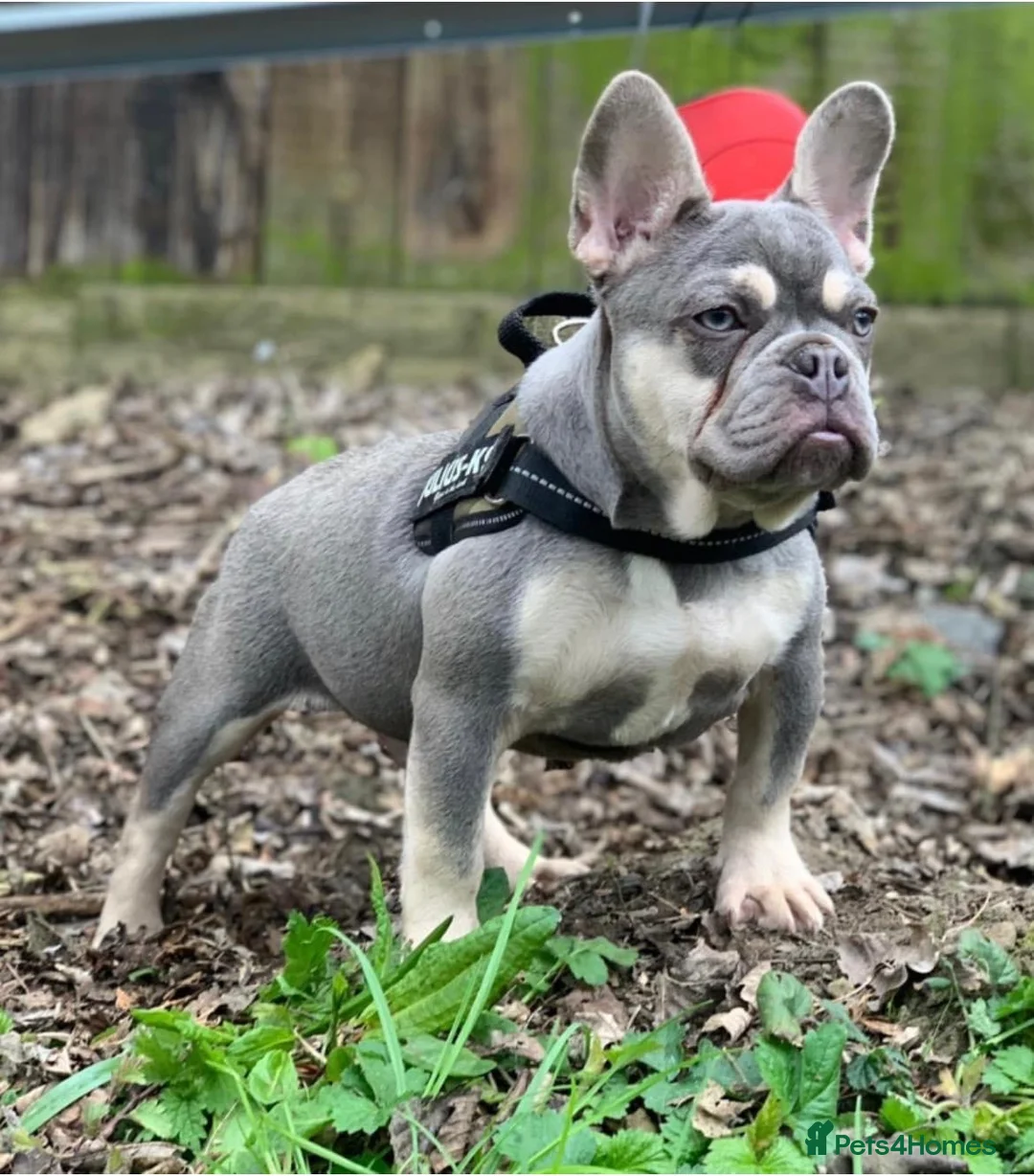 French Bulldog dogs for stud: BEAUTIFUL LILAC AND TAN FRENCH BULLDOG in Sunderland - Advert 29