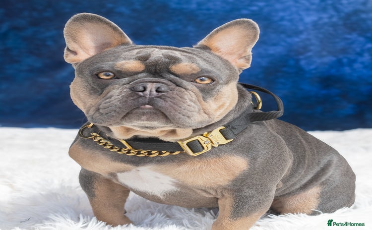 French Bulldog dogs - Advert 4