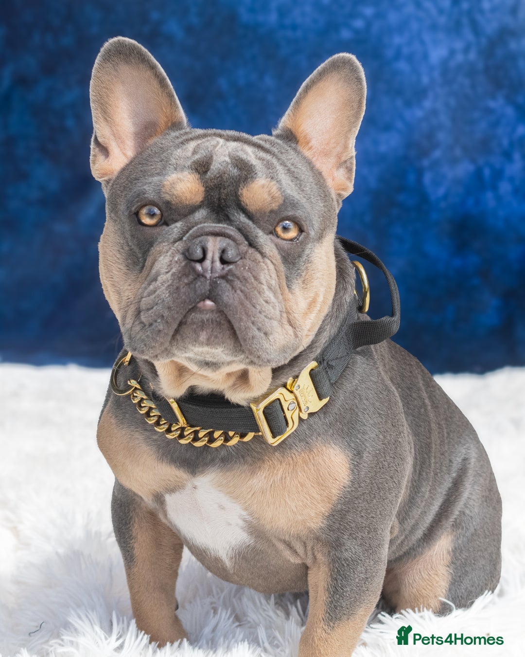 French Bulldog dogs for stud: French bulldog male for stud - Image 1