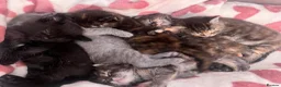 Maine Coon cats for sale: 5 Beautiful half Maine coon kittens  in Aldershot - Advert 34
