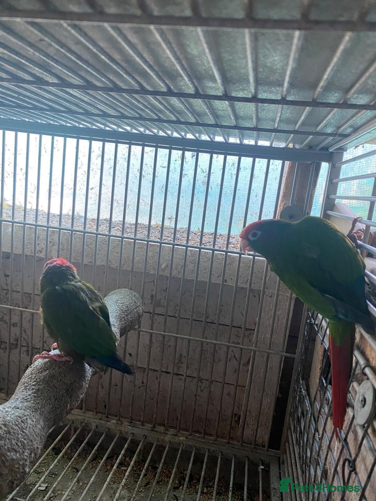 Ringnecks birds for sale: Hand time, ring ringneck - Advert 4