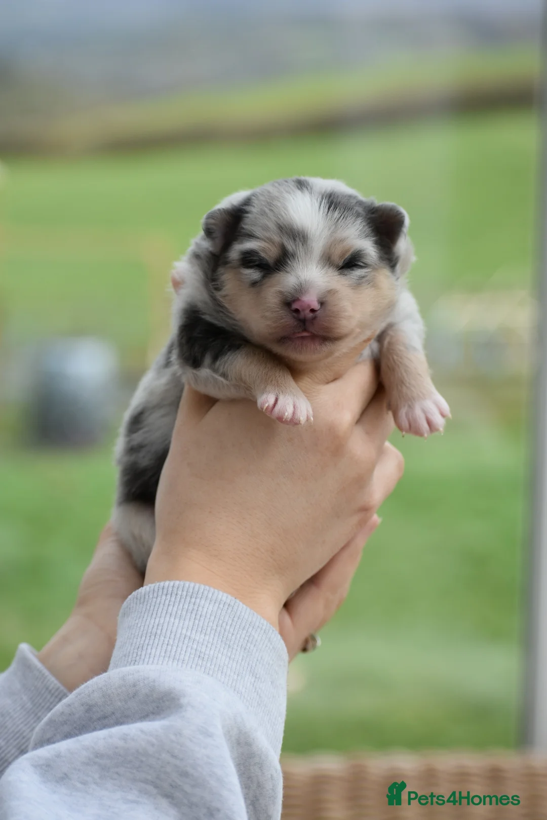 Pomsky dogs for sale: Stunning Pomsky puppies from health tested parents - Advert 8