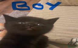 British Shorthair cats for sale: Cross half BRITISH shorthair kittens  - Advert 5