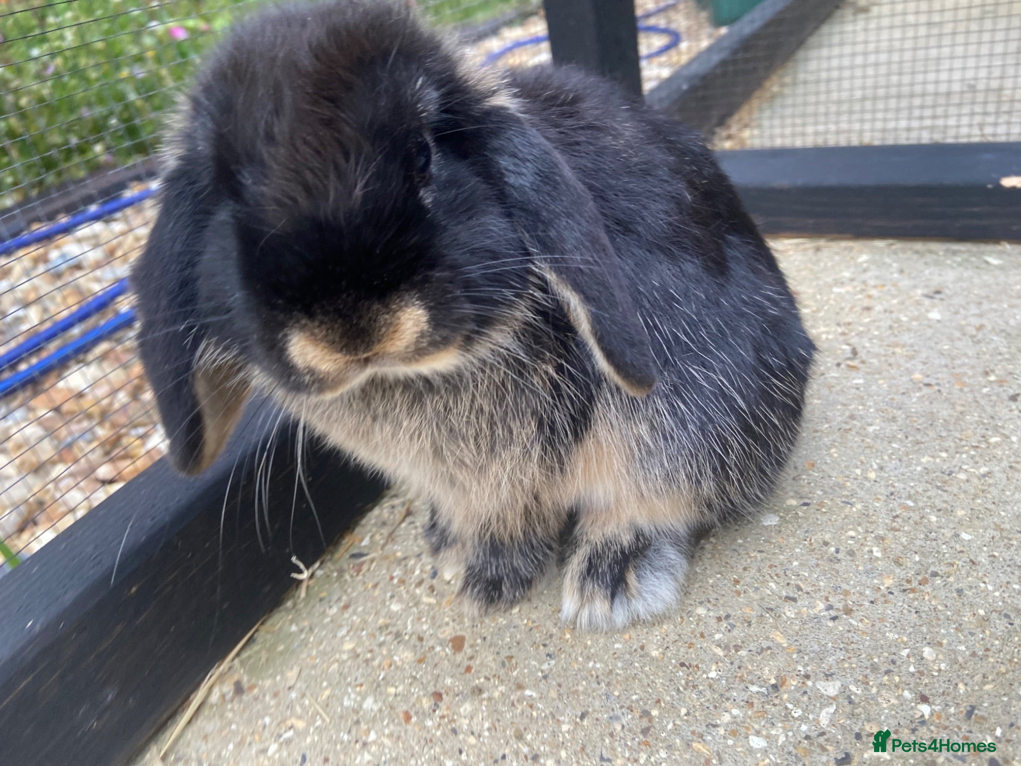Mini Lop rabbits 🤎Black otter mini lop female with cage & cover🤎  - Advert 2