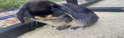 Mini Lop rabbits for sale: 🤎Black otter mini lop female with cage & cover🤎  - Advert 2