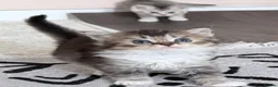 British Shorthair cats for sale: British shorthair X Scottish X ragdoll mix - Advert 9