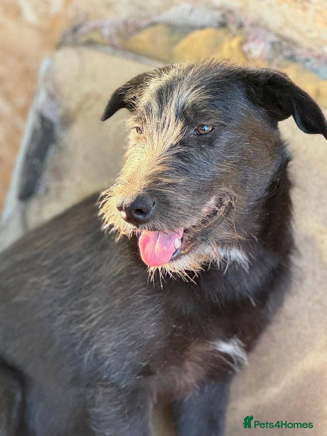 Mixed Breed dogs for adoption: LIA - a Beautiful young Girl, for a Loving Home - Image 9