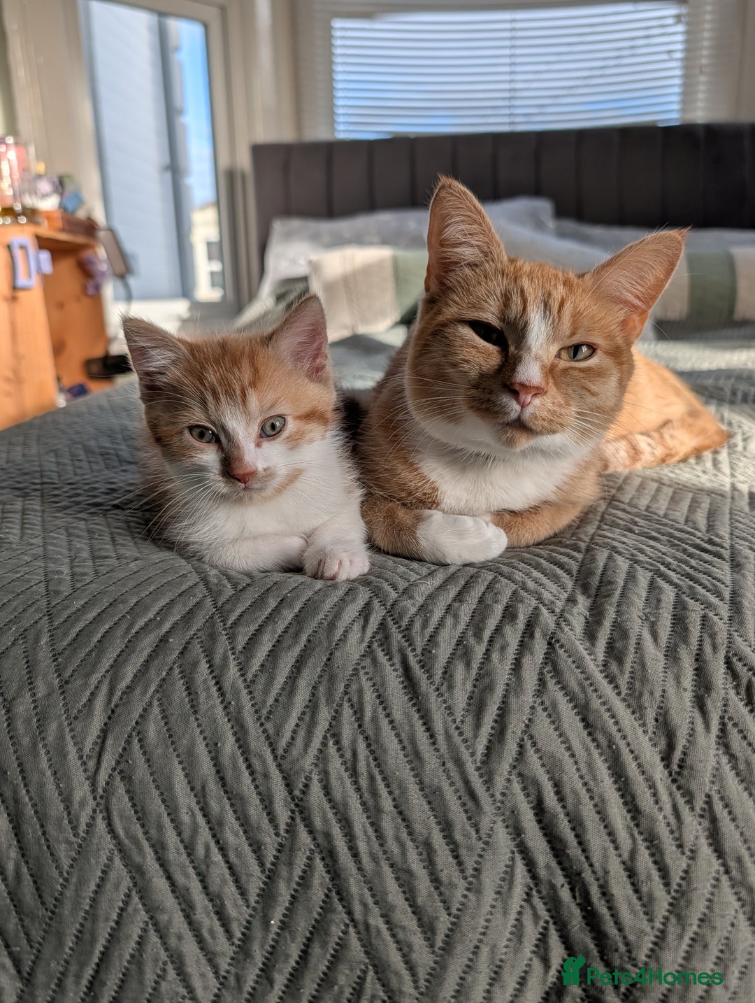 Mixed Breed cats for sale: Playful boy for sale ready now - Image 9