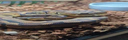 Python Snake reptiles for sale: 2 x royal pythons for sale/rehome in Coalville - Advert 3