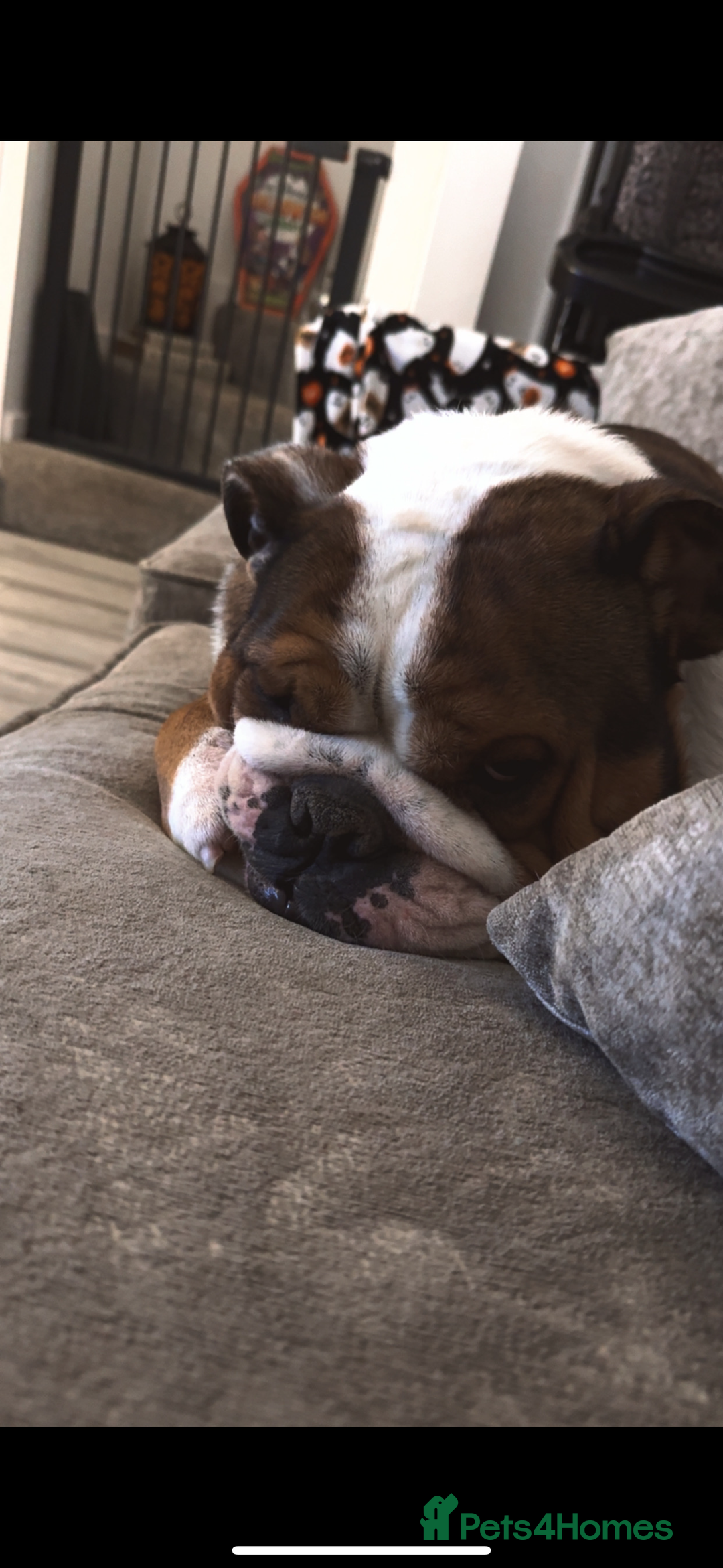 English Bulldog dogs for sale: Male English Bulldog - Advert 3