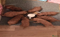 Cavapoo dogs for sale:  Cavapoo F1 Red Boys , Visits start this weekend  - Image 14