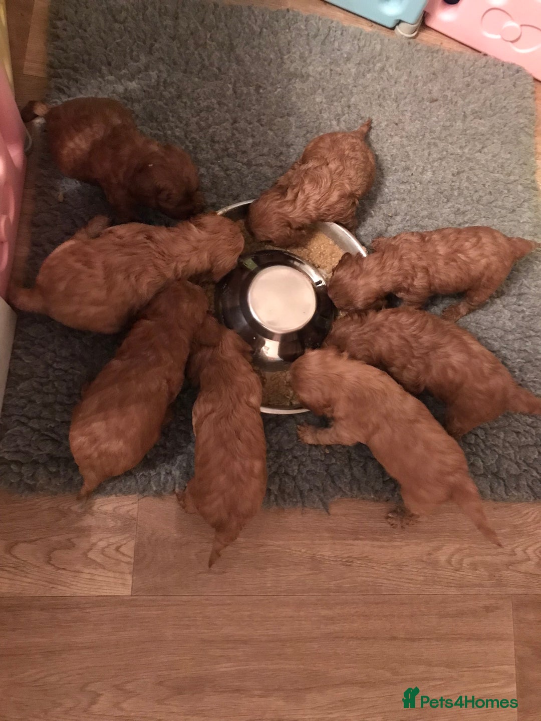 Cavapoo dogs for sale:  Cavapoo F1 Red Boys , Visits start this weekend  - Image 14