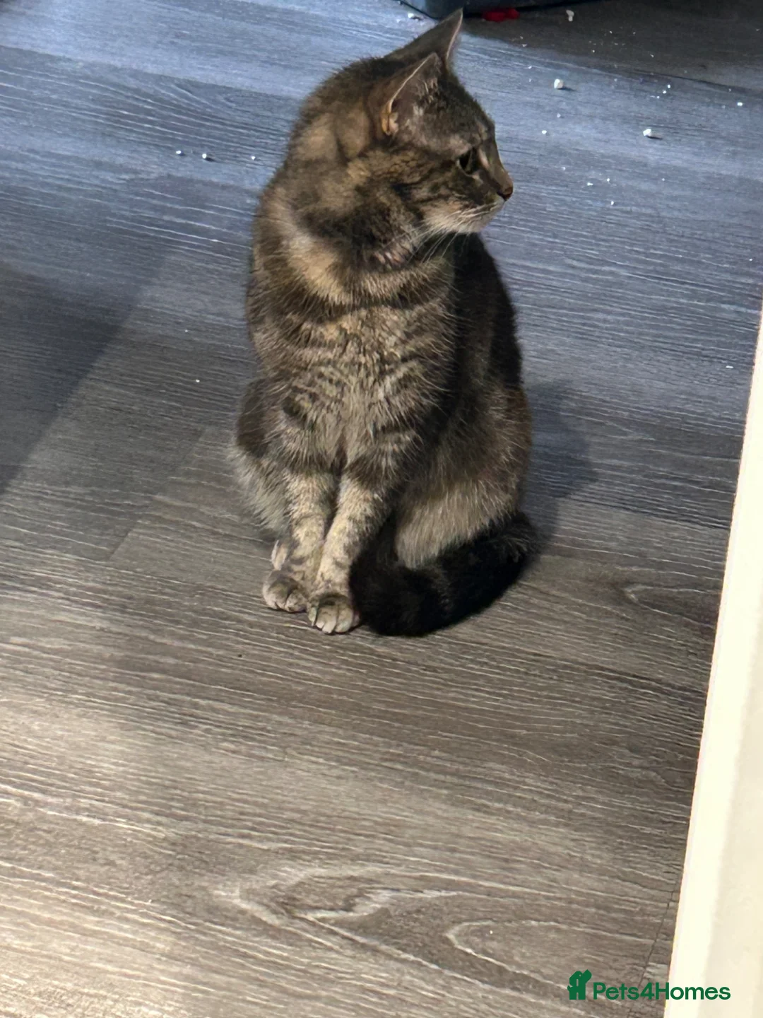 Mixed Breed cats for sale: Tinkerbell  in Chelmsford - Advert 2