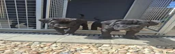 Cane Corso dogs for sale: CANE CORSO PUPPIES - Advert 25