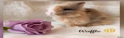 Lionhead rabbits for sale: PEDIGREE DOUBLE-MANE LIONHEADS 💕 - Advert 9