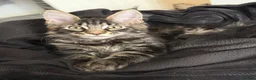 Maine Coon cats for sale: ACTIVE GCCF MAINE COON KITTENS 🐾❤️ - Advert 19
