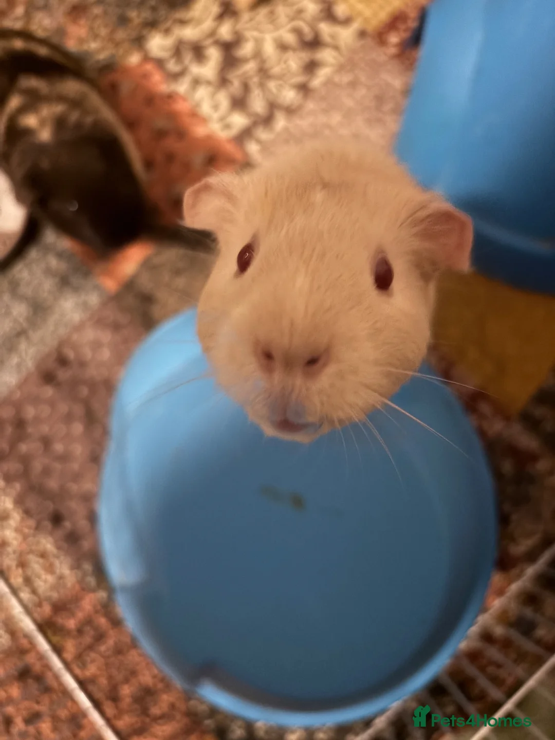 Guinea Pig rodents for sale: Two female guinea pigs and set up  in Brigg - Advert 6
