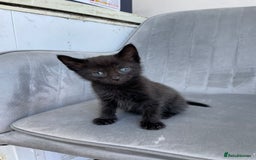 Mixed Breed cats for sale: Adorable kittens  - Image 17