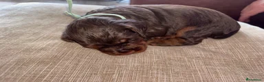 Cocker Spaniel chocolate and tan green collar reserved