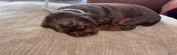 Cocker Spaniel dogs for sale: Working cocker spaniel puppies - Advert 5