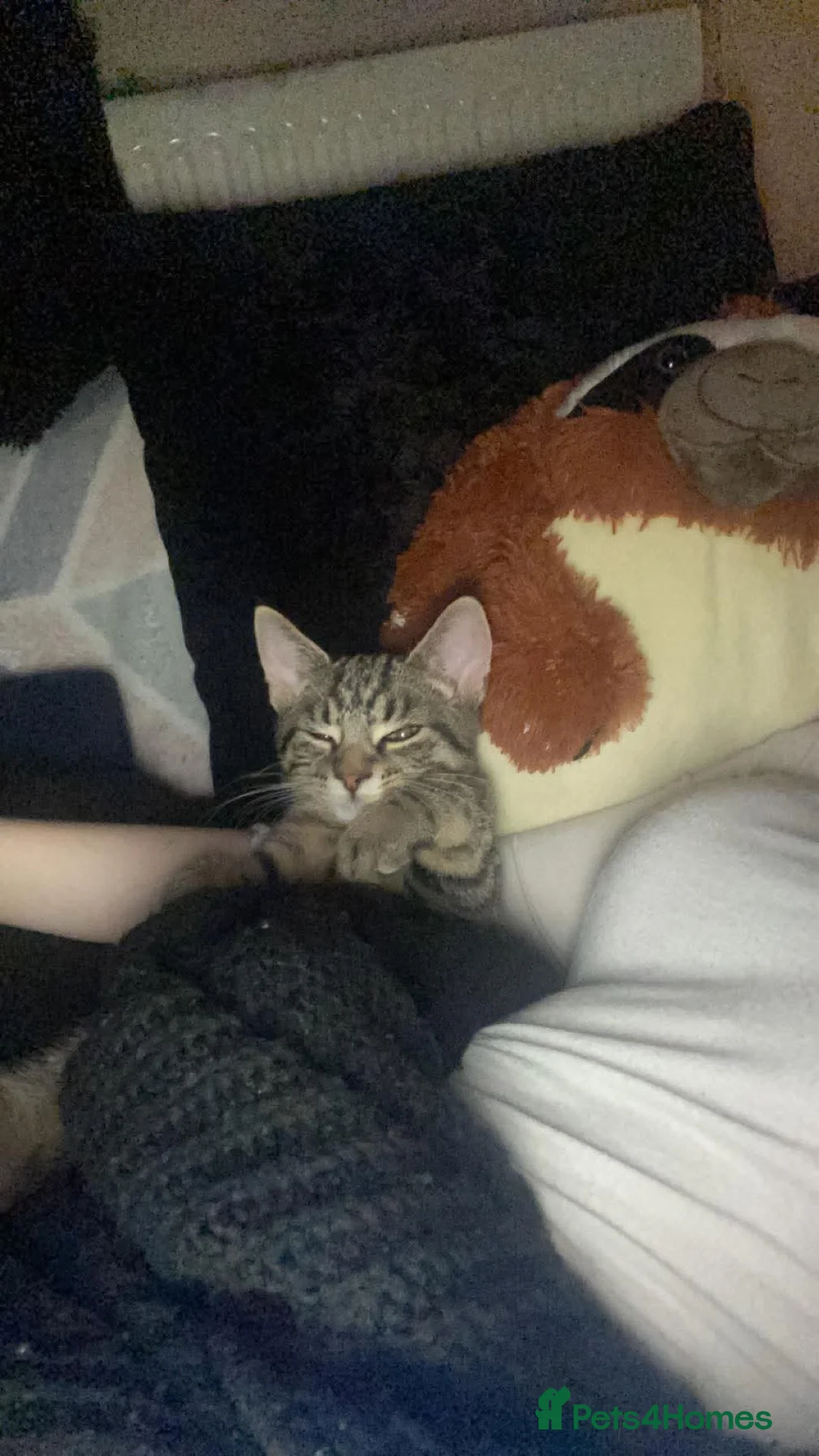 British Shorthair cats for sale: Milo kobie and shadow  - Advert 8