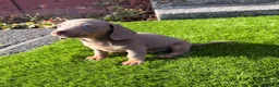 Miniature Dachshund dogs for sale: 💙Carry fluffy Isabella Mini Dachshund Puppies🐶❤️ - Advert 16