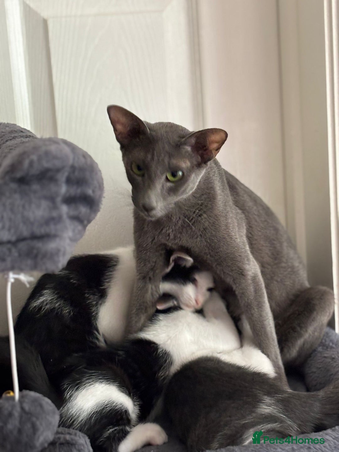 Mixed Breed cats for sale: Ready now! Oriental x British shorthair kittens - Image 34