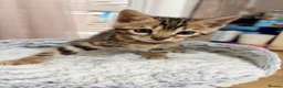 Bengal cats for sale: Quality Bengal kittens in Harrow - Advert 9