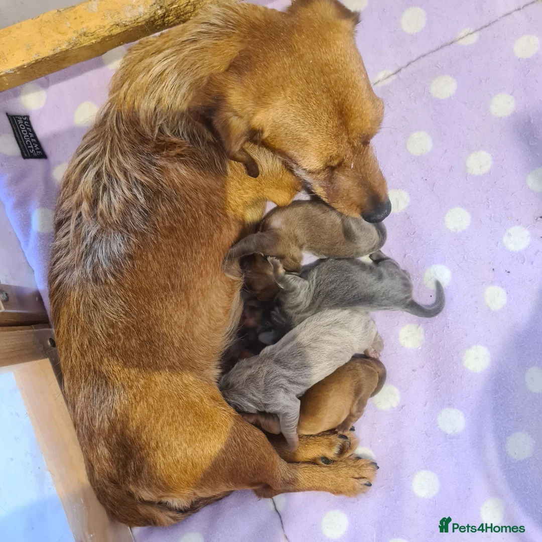 Mixed Breed dogs for sale: Patterjack x daxie 2 boys 2 girls available  - Advert 2