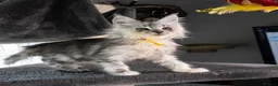 Maine Coon cats for sale: STUNNING PEDIGREE MAINE COON KITTENS - Advert 3