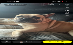 French Bulldog dogs for stud: Male french bulldog for stud. - Image 4